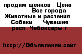 продам щенков › Цена ­ 15 000 - Все города Животные и растения » Собаки   . Чувашия респ.,Чебоксары г.